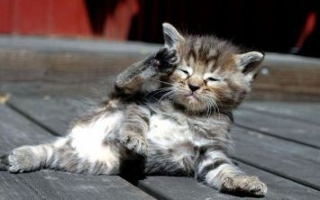 cute kitten salute